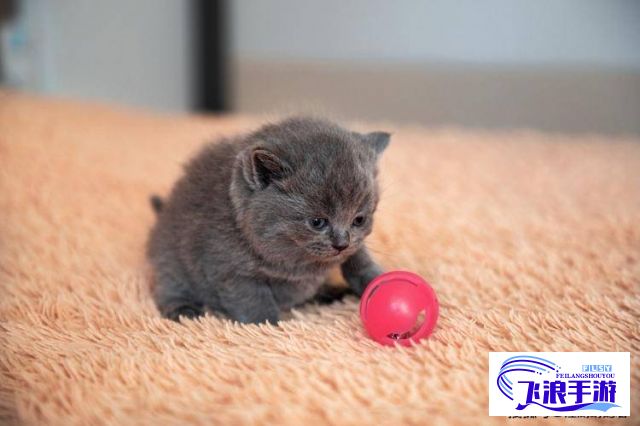 红猫大本营：揭秘猫咪萌态背后的行为学，探索如何与其建立更深度的情感连接