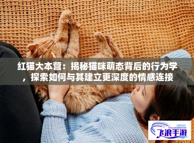 红猫大本营：揭秘猫咪萌态背后的行为学，探索如何与其建立更深度的情感连接