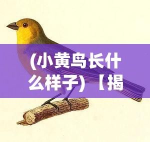 (小黄鸟长什么样子) 【揭秘小黄鸟的迷人之处：揭秘小黄鸟如何成为自然界中最受欢迎的小精灵】