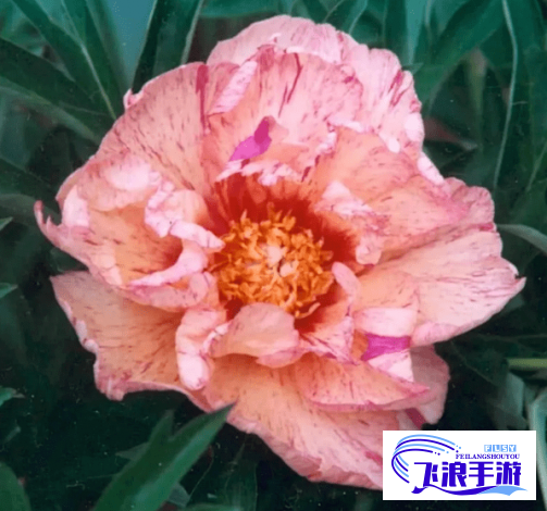 (香软玉滑 芍药) 香软玉滑********林芍药********林芍药：香软玉滑之美，探索自然和谐的奢华秘密